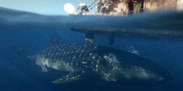 Фильмы про акул: «Кон-Тики»