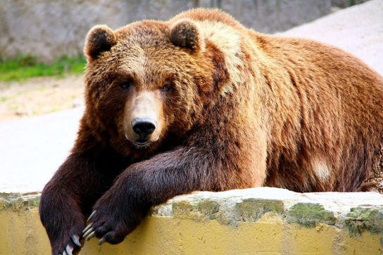 медведь гризли - фотография