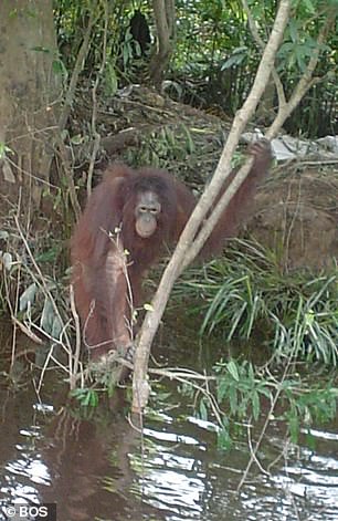 Pony climbing trees and fording rivers in her new life at the orangutan sanctuary she was taken to after her rescue