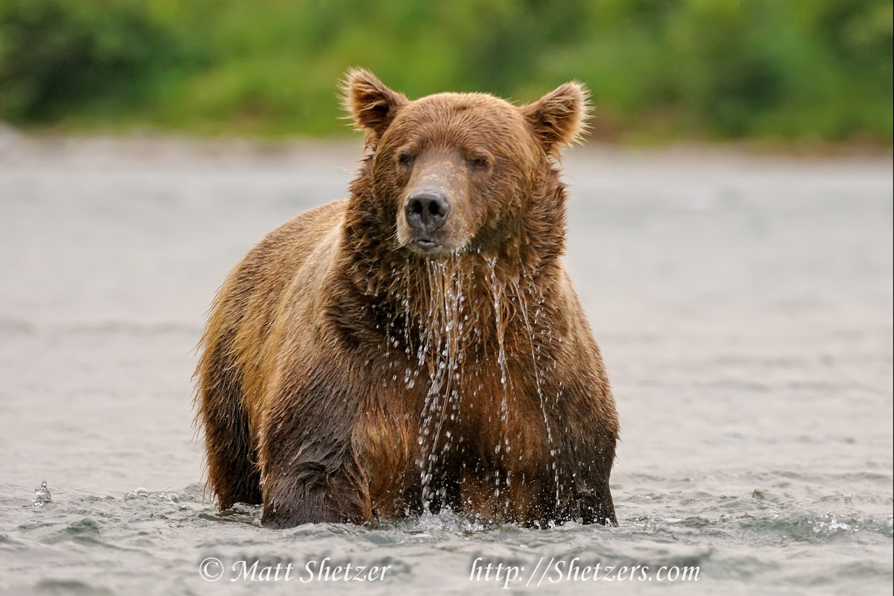 2008-08-17-Alaska-McNeilRiver-Bears-16-42-31