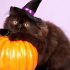 Ужасно милые: коты и Хэллоуин