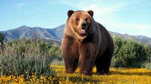 Медведь гризли - повадки и места обитания