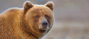Средний вес медведей и медвежат