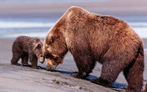 Медведица и медвежата - сколько они весят