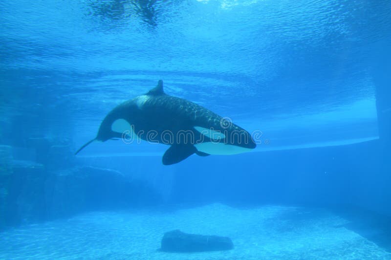 Aquarium Killer Whale royalty free stock photos