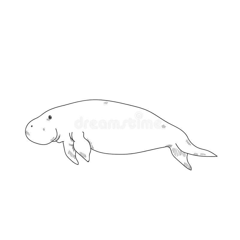 Aquatic Animals Dugong Drawing Illustration. Aquatic Animals Dugong Drawing Illustration vector illustration
