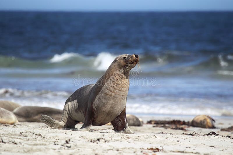 Australian sea lion (Neophoca cinerea) royalty free stock photo