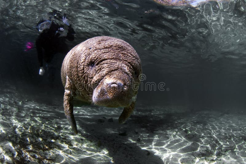 Baby Manatee royalty free stock image