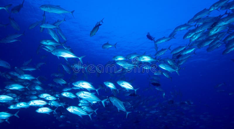 Bigeye trevally stock photography