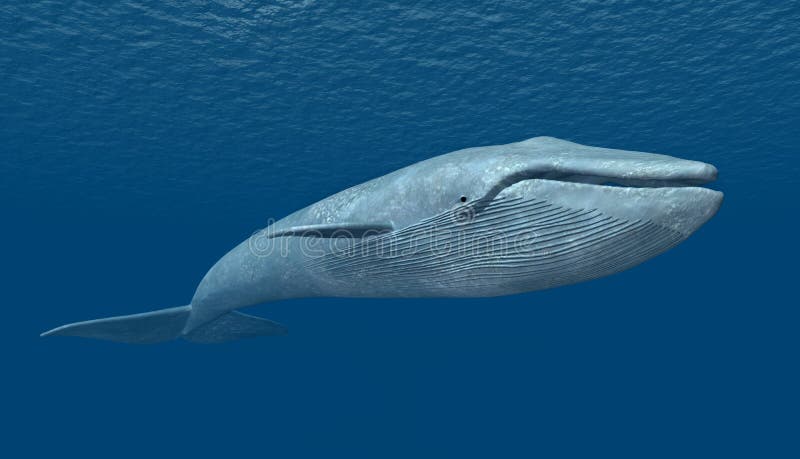 Blue Whale stock illustration