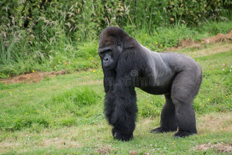 Captive endangered Western Lowland Gorilla stock photos