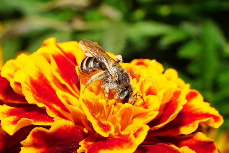 Close-up side view of Caucasian wild bee on a orange-red tagetes. Close-up side view of a wild shaggy gray Caucasian bees collecting pollen and nectar on bright stock photos