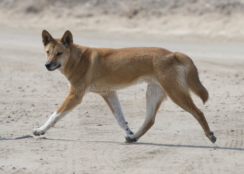 Dingo stock image