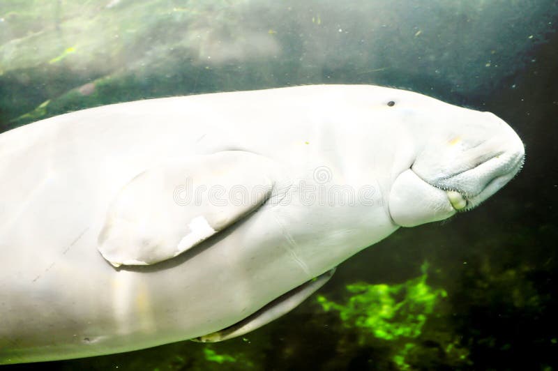 Dugong dugon. In the aquarium stock photos