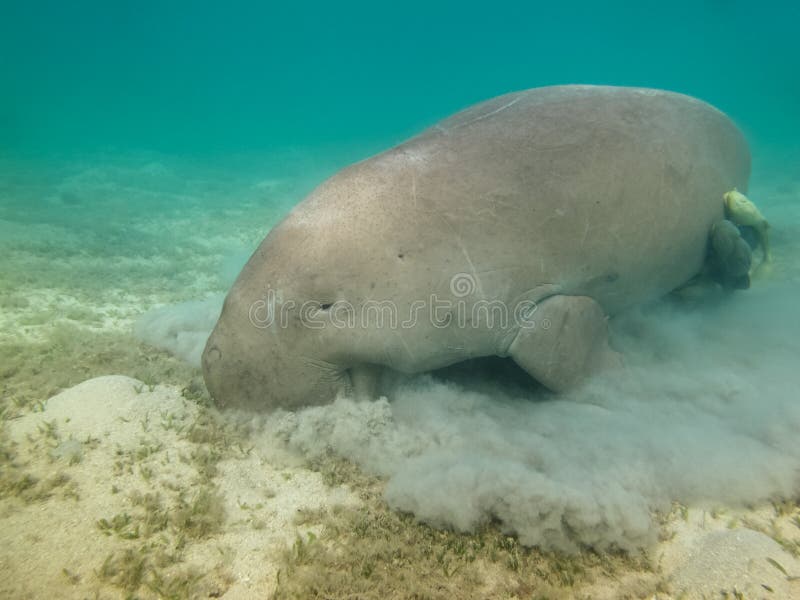 Dugong dugon. The sea cow. Red Sea stock photo