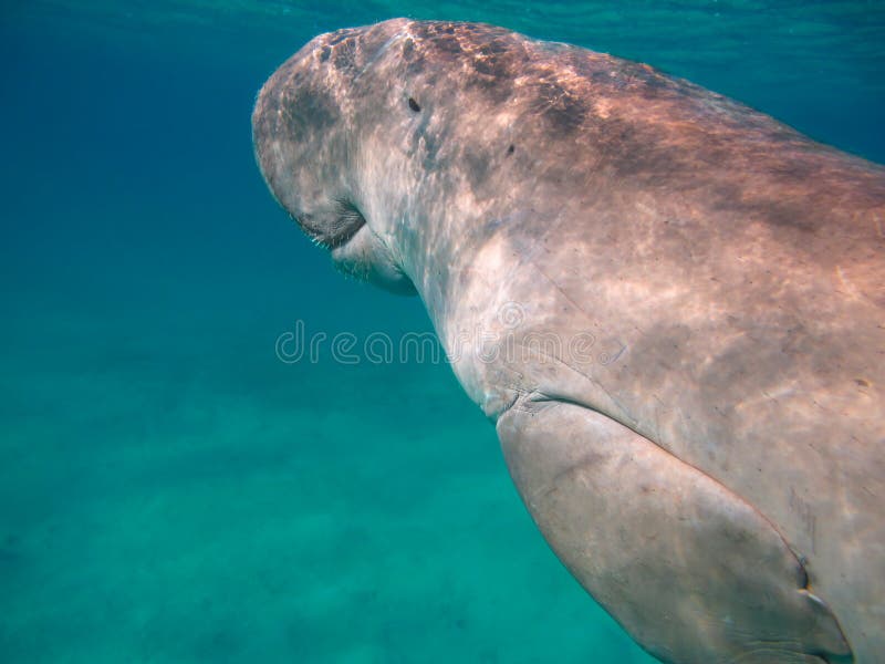 Dugong dugon. The sea cow. stock image