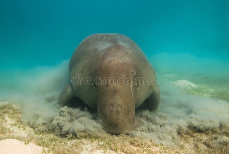 Dugong dugon. The sea cow. stock image