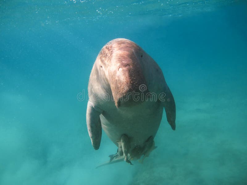 Dugong dugon. The sea cow. Red Sea royalty free stock photos