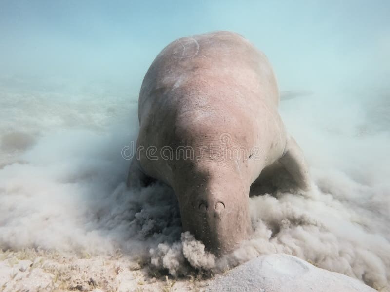 Dugong dugon. The sea cow. royalty free stock photography