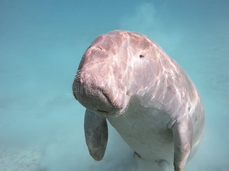 Dugong dugon. The sea cow. stock photo