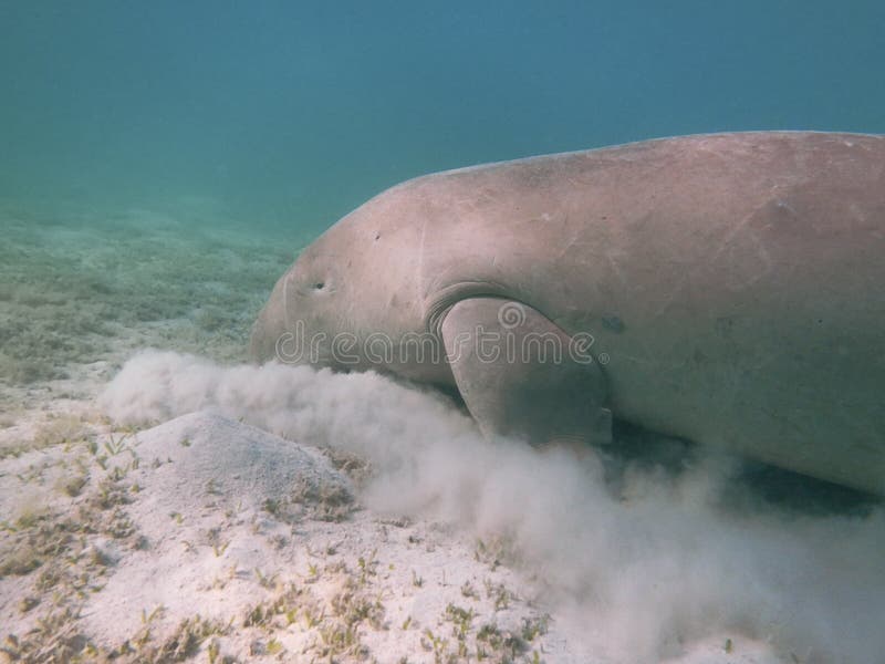 Dugong dugon. The sea cow. stock photo