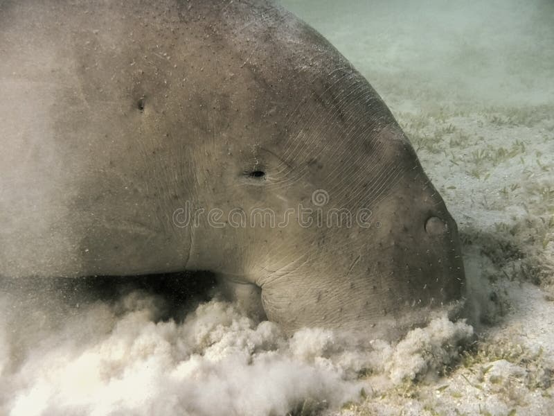 Dugong dugon. The sea cow. royalty free stock photos