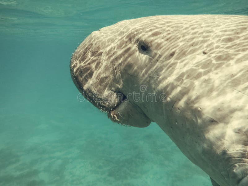 Dugong dugon. The sea cow. Red Sea stock photos