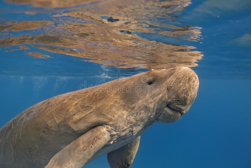Dugong dugon seacow or sea cow close up swimming in the tropic. Al sea water stock photography