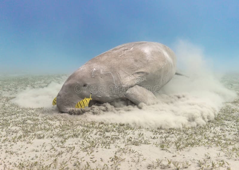 Dugong dugon seacow or sea cow feeding sea grass underwater. In the tropical sea royalty free stock images