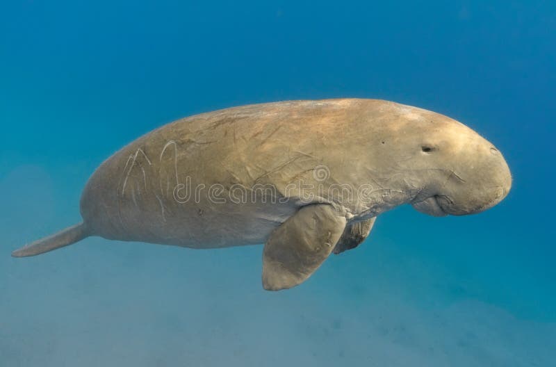 Dugong dugon seacow or sea cow swimming in the tropical sea wa. Ter stock photography
