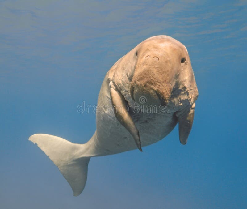 Dugong dugon seacow or sea cow swimming in the tropical sea wa. Ter royalty free stock photography