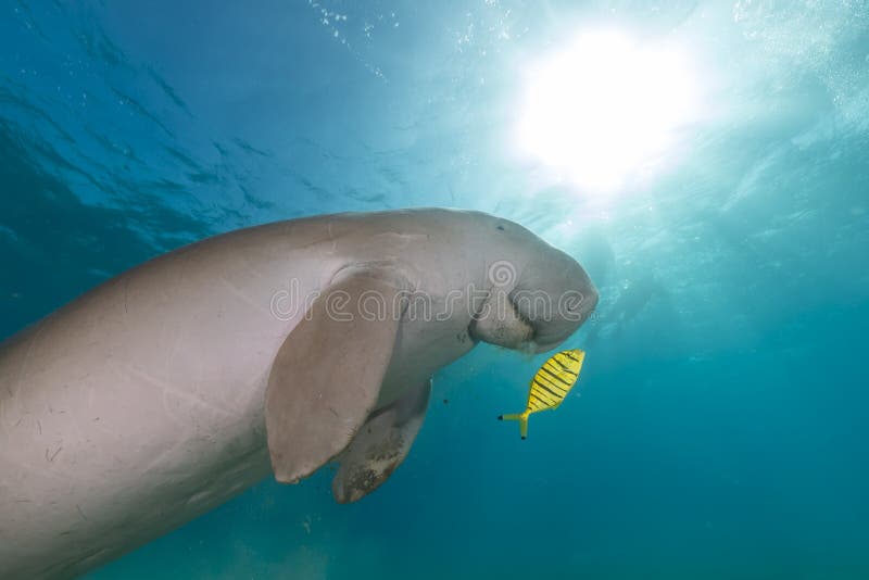 Dugong (dugong dugon) or seacow in the Red Sea. stock image