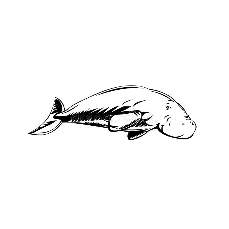 Dugong Medium-Sized Marine Mammal Swimming Side Retro Woodcut Black and White. Retro woodcut style illustration of a dugong, a medium-sized marine mammal one of royalty free illustration