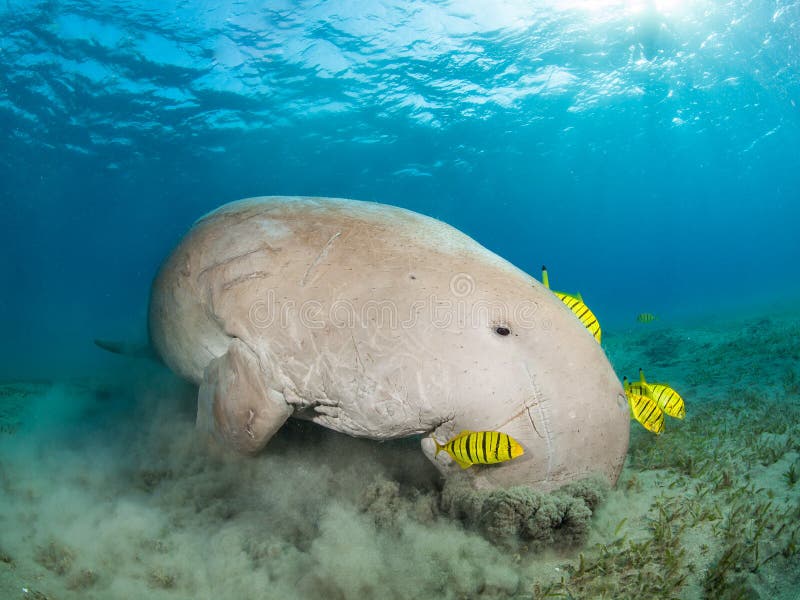 Dugong in a sea grass meadow surrounded by yellow pilot fish. Red Sea, Egypt stock images