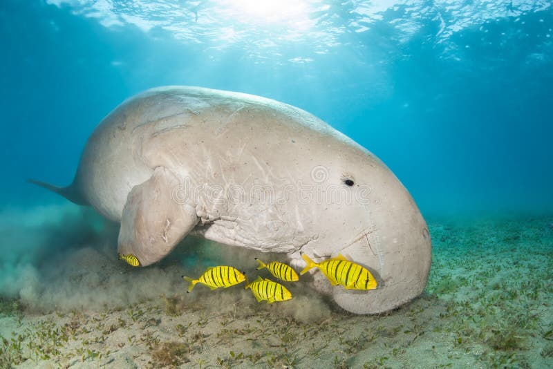 Dugong in a sea grass meadow surrounded by yellow pilot fish. Red Sea, Egypt stock photo