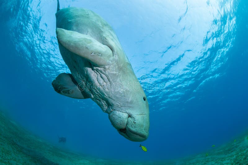Dugong with a small yellow pilot fish. Red Sea, Egypt stock photos
