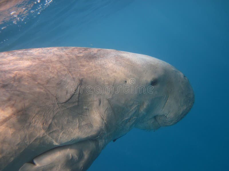 Dugong swimming in the sea. Dugong swimming in the blue sea stock images