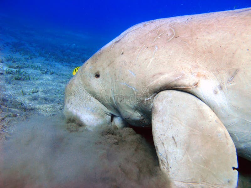 Dugong and yellow pilot-fish. Red sea, dugong in cloud sand looking for seafood trough sea grass stock image