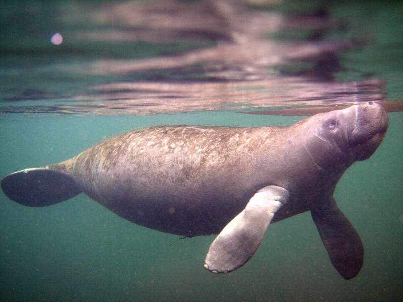 Florida: West Indian Manatee (juvenile) royalty free stock photography