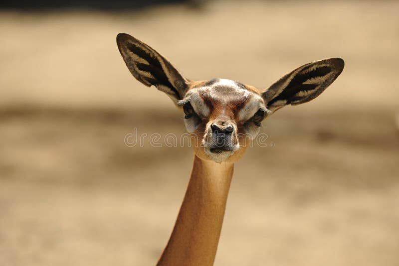 The Gerenuk (Litocranius walleri). royalty free stock image