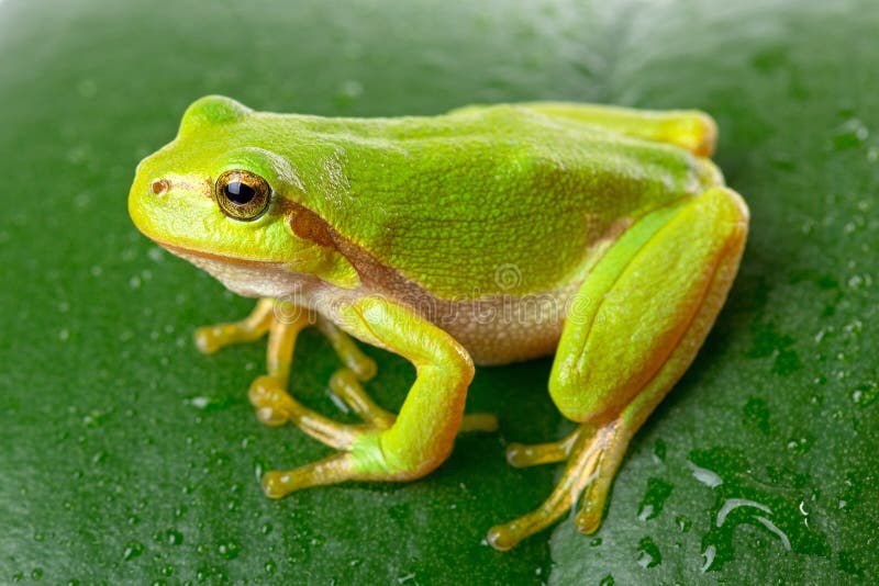 Green tree frog on the leaf royalty free stock images