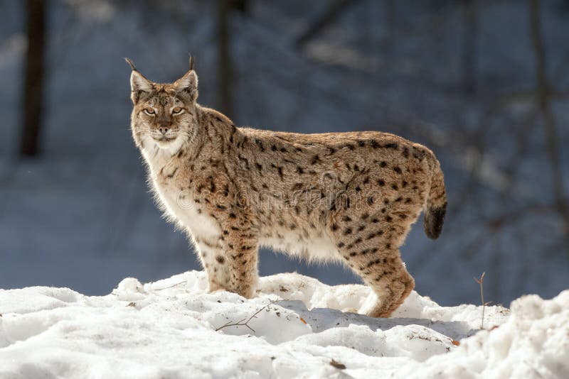 Lynx in the snow background while looking at you royalty free stock image