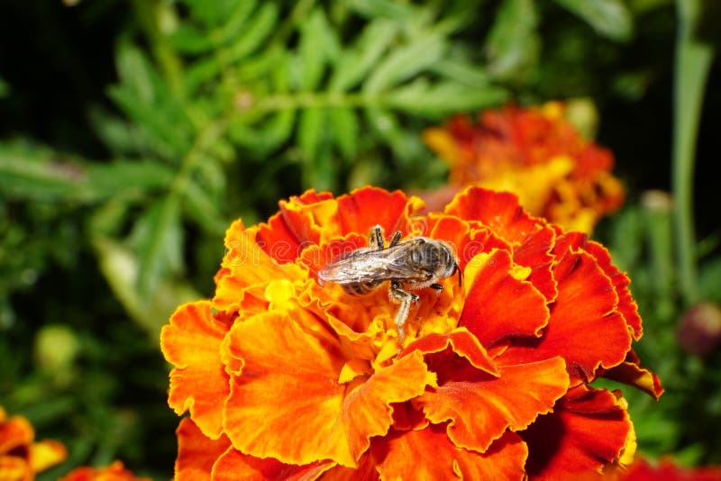 Close-up of Caucasian wild bees on tagetes. Macro view of the top and side of the Caucasian wild shaggy gray bee collecting nectar on orange Tagetes stock photos