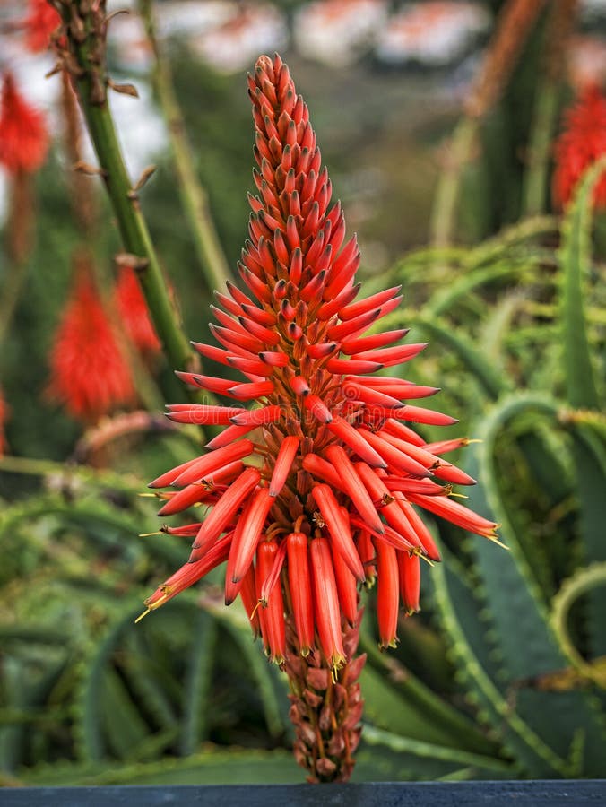 The bright red Spikes of the Aloe Vera Plant on the island of Madeira, portugal stock photography