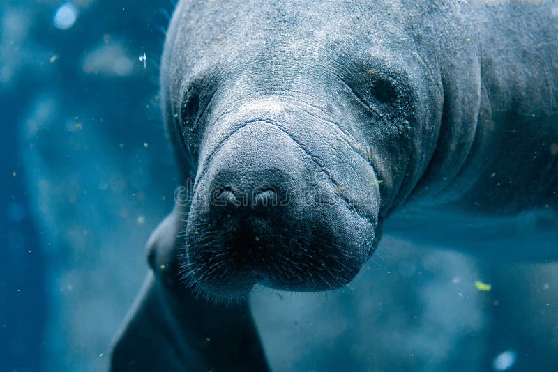 Manatee close up portrait looking at you royalty free stock image