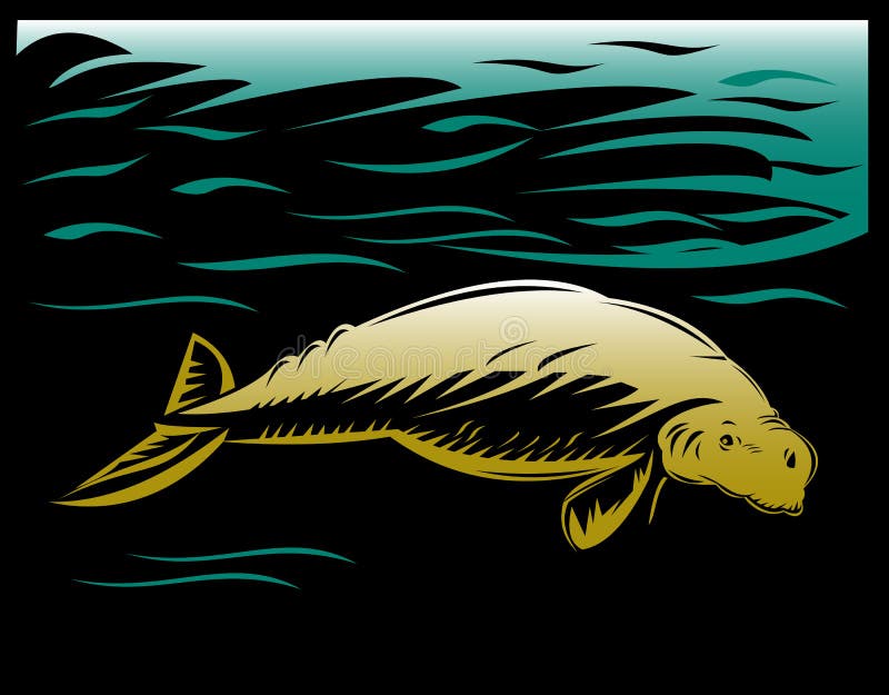 Manatee or dugong. Vector illustration of a manatee, dugong or sea cow done in retro style stock illustration