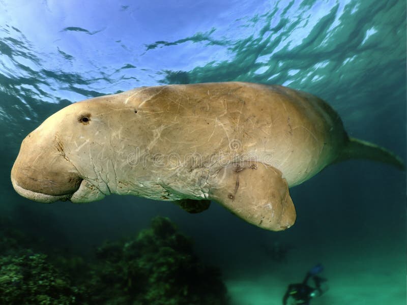 Manatee or dugong or sea cow swim throw crystal clear water. And breath on surface stock images
