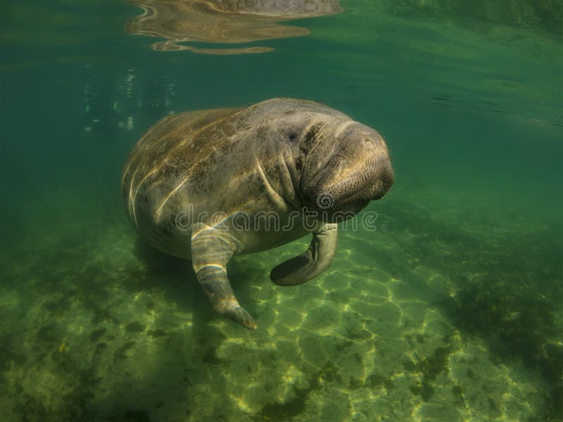 Manatee or dugong or sea cow swim throw crystal clear water. And breath on surface stock photography