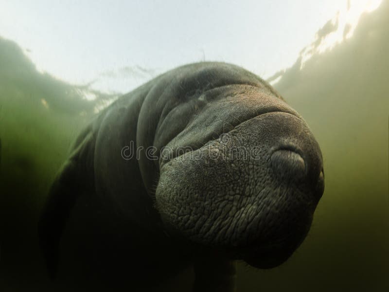 Manatee or dugong or sea cow swim throw crystal clear water. And breath on surface stock photography