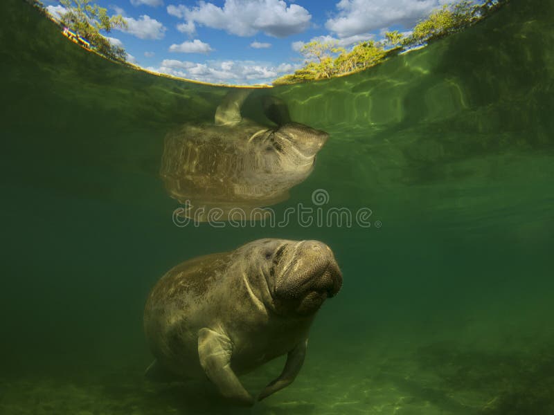 Manatee or dugong or sea cow swim throw crystal clear water. And breath on surface royalty free stock photography